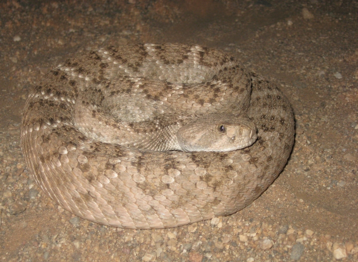 Western Diamondback Rattlesnake